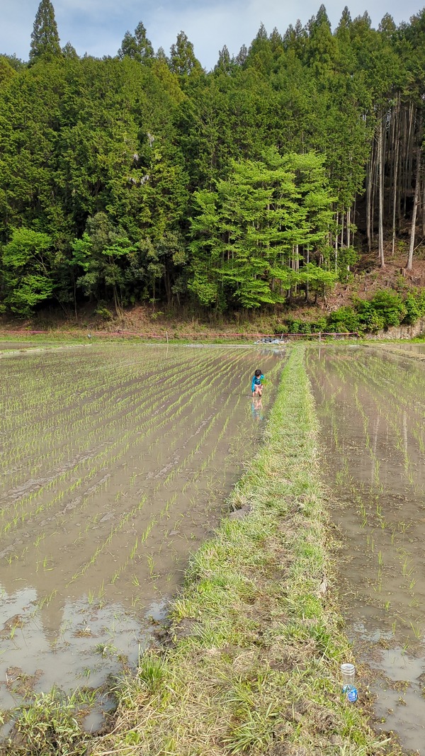 20250505_田植え (14)