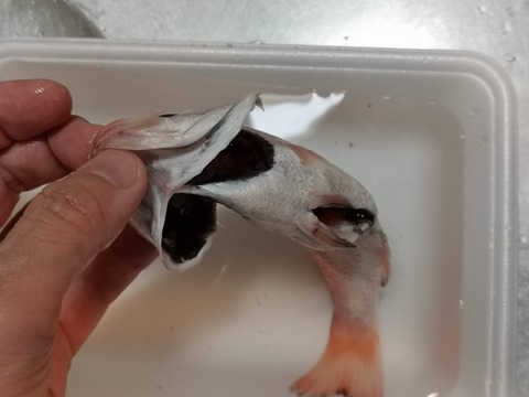 のどぐろのじっくり塩焼き (3)