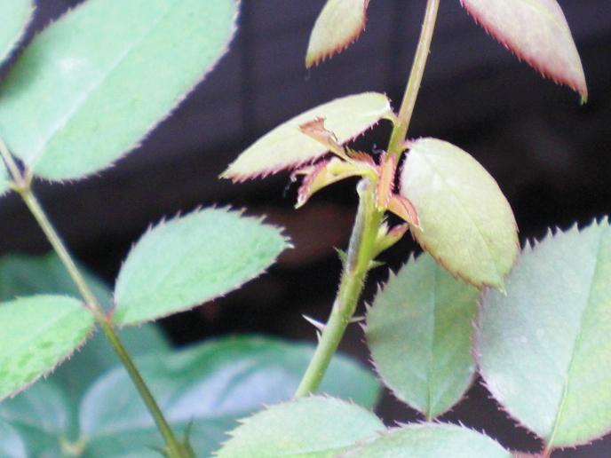 バラの葉の虫食い イングリッシュローズ ダイアリー