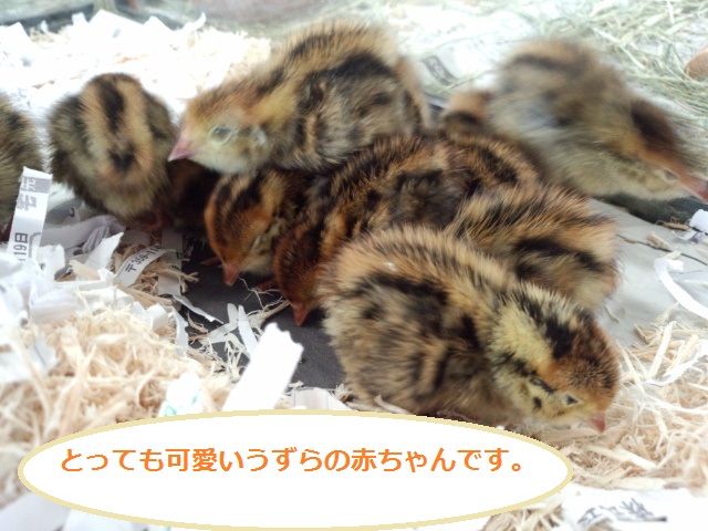 うずら入荷です ふぁんしーらっと 小動物とアクアのﾌﾞﾛｸﾞ