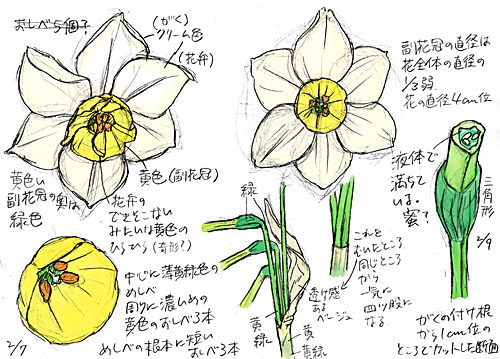 前々回以降 水仙のスケッチとか 1377 お絵描き練習日記