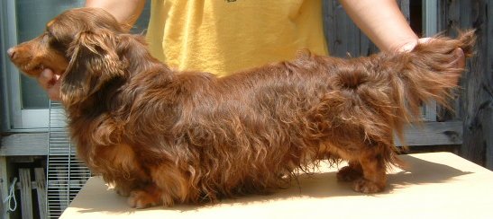 アスリート犬に獣医師も絶賛 Blauwiese Kennel