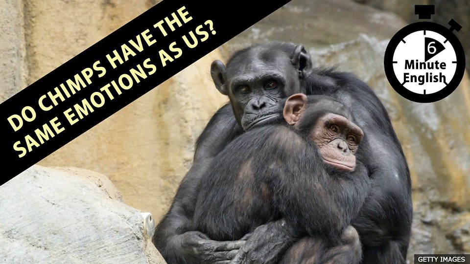 c 1008 チンパンジーには私たちと同じ感情があるのか c Voa Learning English の一部を日本語訳してみるblog By Ble2j