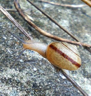 300�����Ĥ��