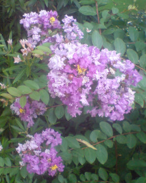 多色さるすべり