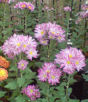 ���ץ졼��