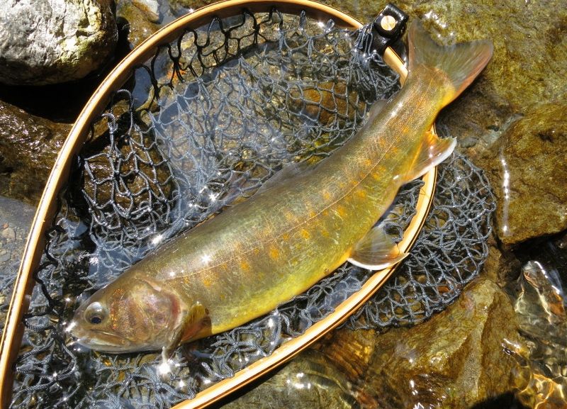釣果報告 遠山川水系 ヤマト岩魚 Blink Original Lures 釣果報告 遠山川水系 ヤマト岩魚 Blink Original Lures