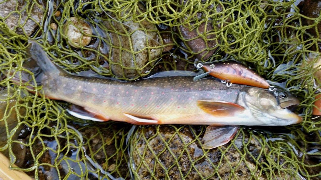 釣果報告 北海道 オショロコマ Blink Original Lures