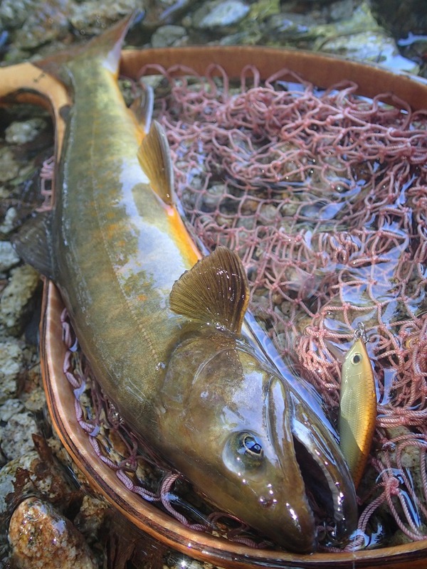 イワナ レプリカ フィギュア ヤマトイワナ ニッコウイワナ 日本の清流