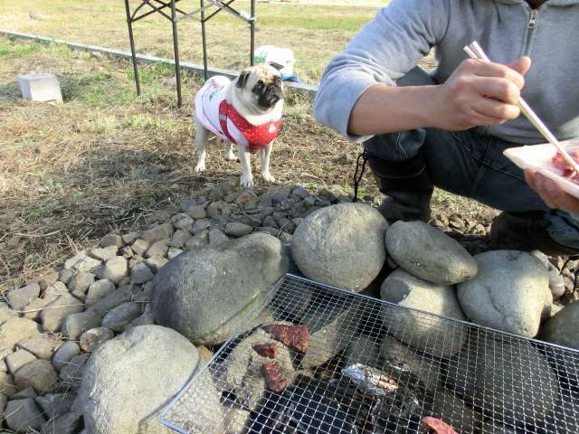 石のかまどで うほっ はなパグ