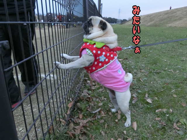 とっちらかるはなちゃん はなパグ