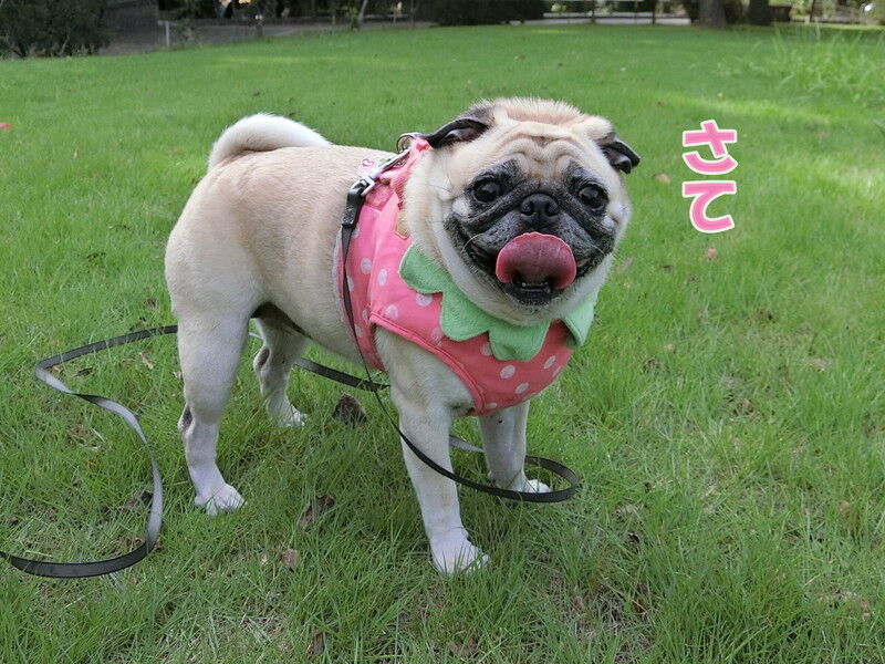 はなちゃんからメッセージ : はなパグ