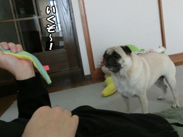 はなちゃん しょぼくれる はなパグ