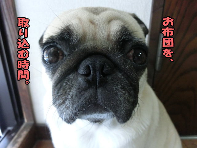 洗いたてのシーツが濡れる訳 はなパグ 洗いたてのシーツが濡れる訳 はなパグ