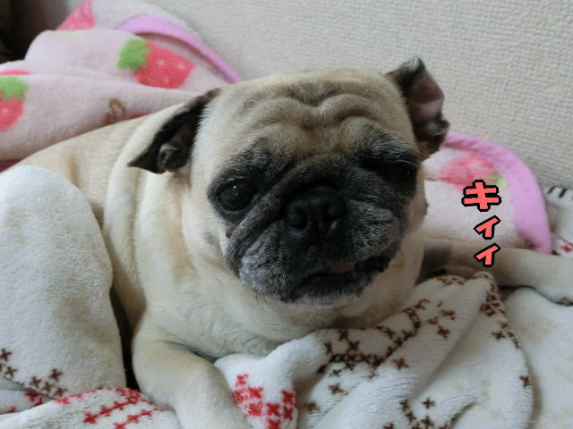 赤ちゃん返り始めました はなパグ