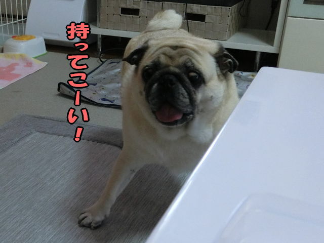 風呂上りの様子 はなパグ