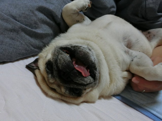 エンドレスぽんぽん はなパグ