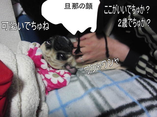酔っぱらいは嫌いbyはなちゃん はなパグ 酔っぱらいは嫌いbyはなちゃん はなパグ