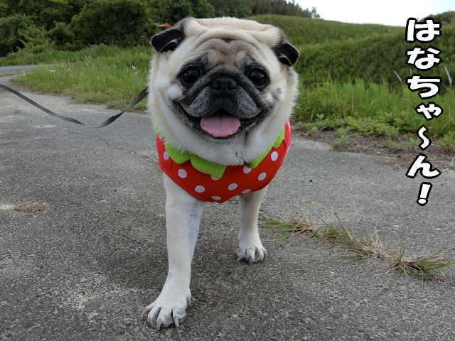 昨日で実はね ぷぷっ はなパグ