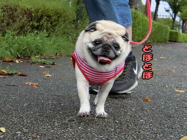 やる気がない早朝散歩でズルしようとする はなパグ やる気がない早朝散歩でズルしようとする はなパグ