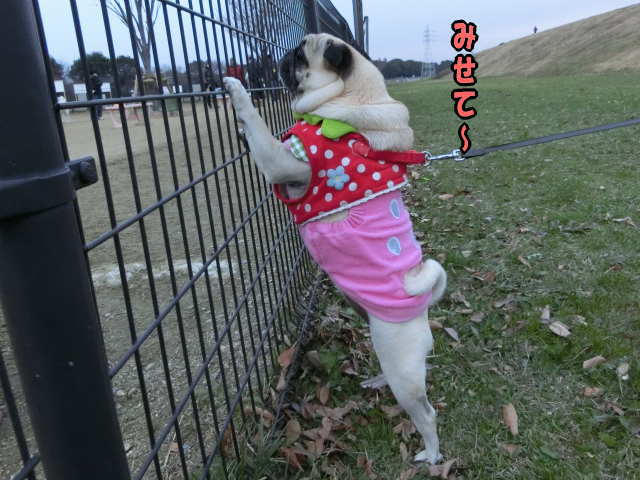 とっちらかるはなちゃん はなパグ