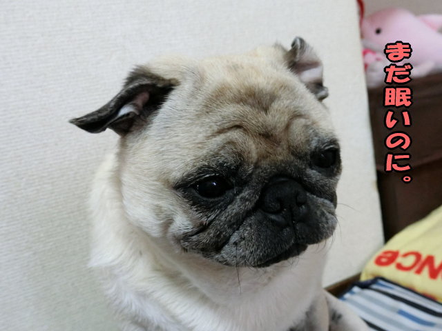 寝起きが悪い時のはなちゃんってね はなパグ