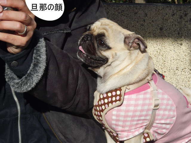 計算づく はなパグ 計算づく はなパグ