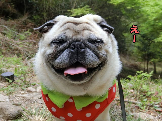 おしりを見たい はなパグ おしりを見たい はなパグ