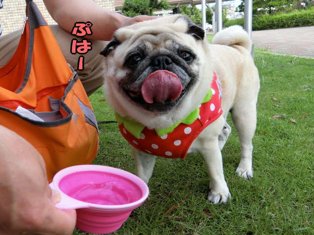 はなパグ 可愛いがたくさん