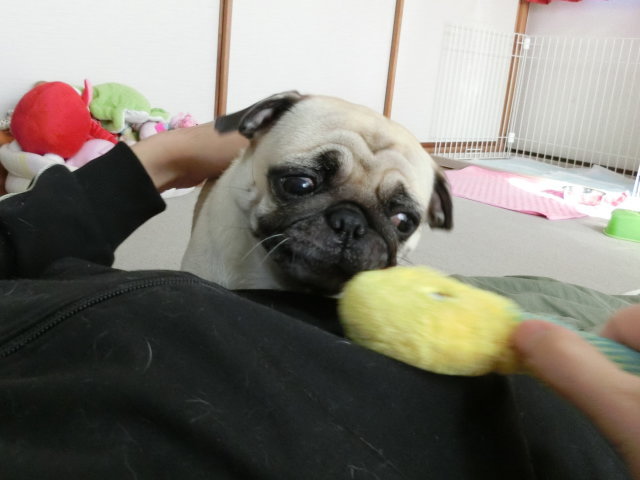 はなちゃん しょぼくれる はなパグ