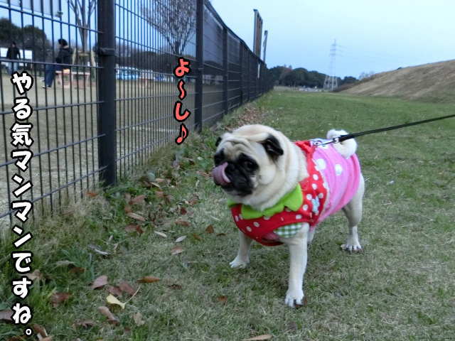 とっちらかるはなちゃん はなパグ