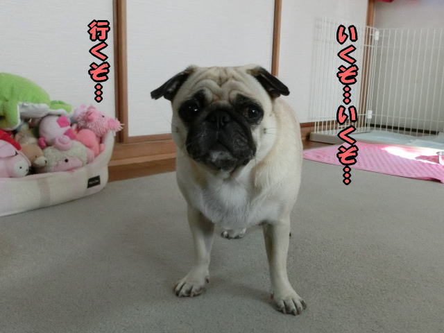 はなちゃん しょぼくれる はなパグ
