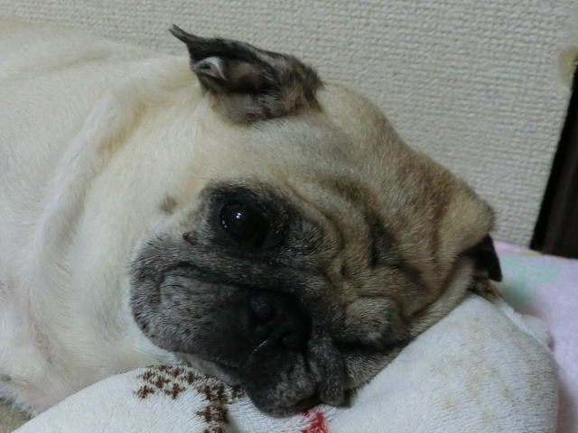 初めて見る寝顔 はなパグ 初めて見る寝顔 はなパグ