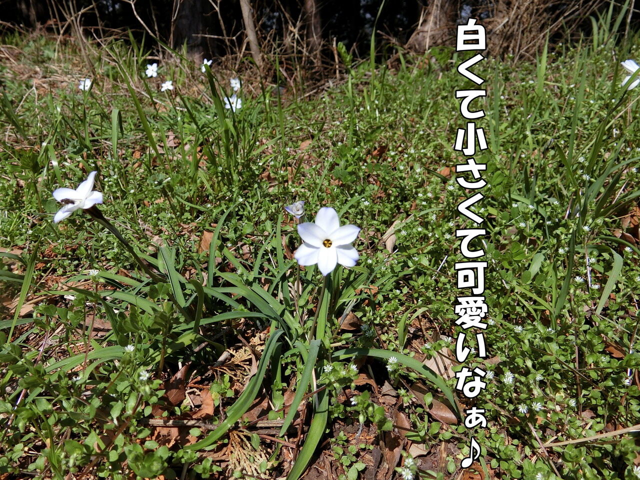 はなパグ : ボーロ顔と可愛いに敏感なはなちゃん