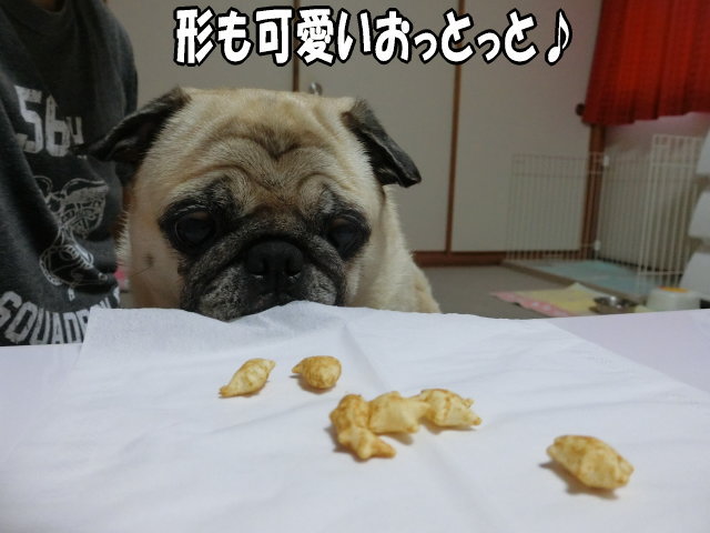 おっとっととった はなパグ