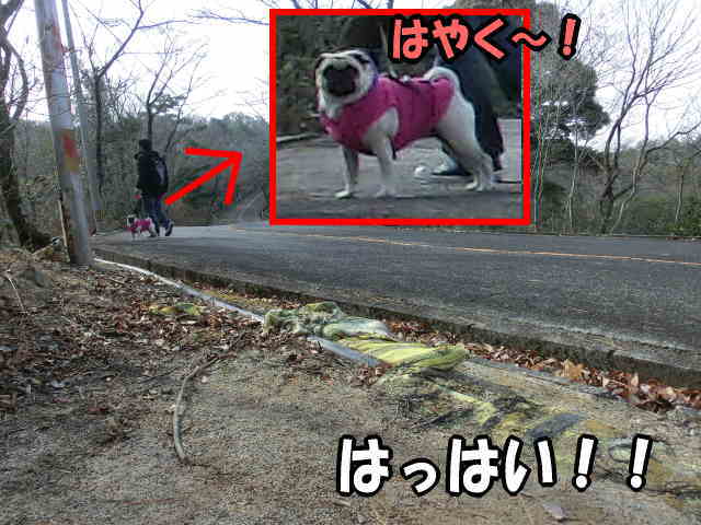 はなちゃんの特訓 鞍ヶ池公園その2 はなパグ