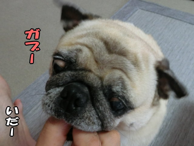 風呂上りの様子 はなパグ