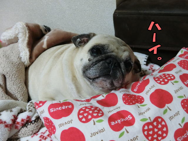 新しい呼ばれ方 はなパグ