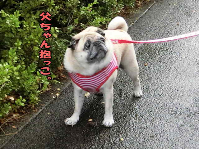 やる気がない早朝散歩でズルしようとする はなパグ やる気がない早朝散歩でズルしようとする はなパグ