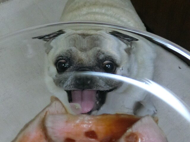 パグキャラ はなパグ