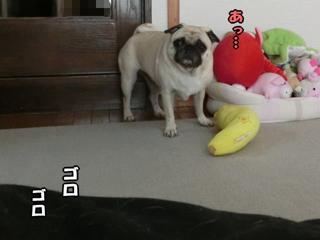 はなちゃん しょぼくれる はなパグ