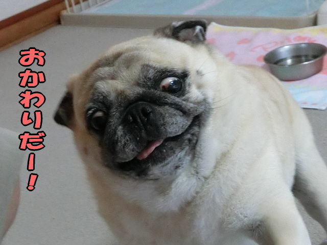 風呂上りの様子 はなパグ