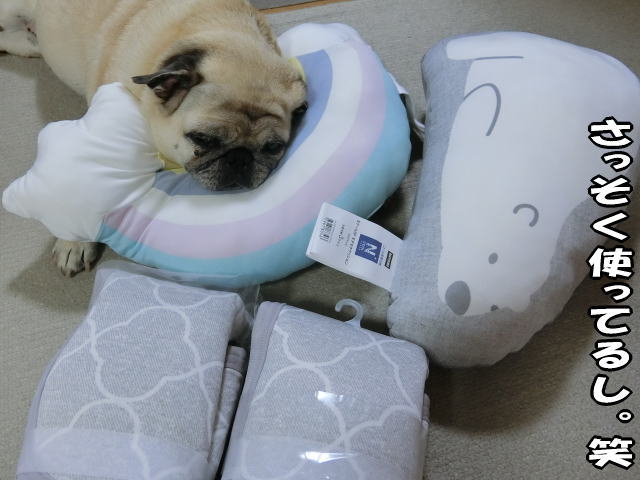 ニトリの冷え冷えグッズ はなパグ