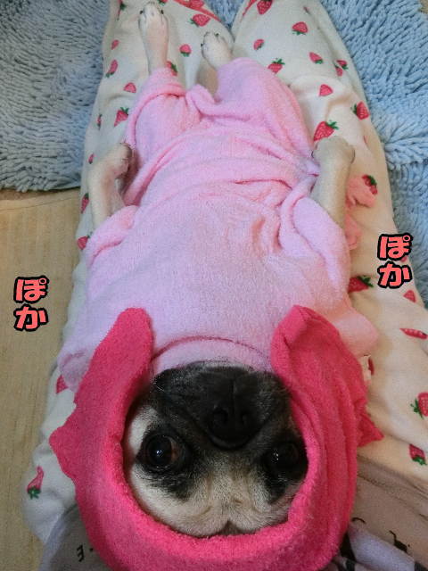 ホットタオル はなパグ