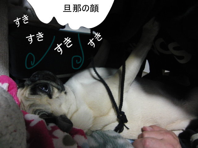 酔っぱらいは嫌いbyはなちゃん はなパグ 酔っぱらいは嫌いbyはなちゃん はなパグ