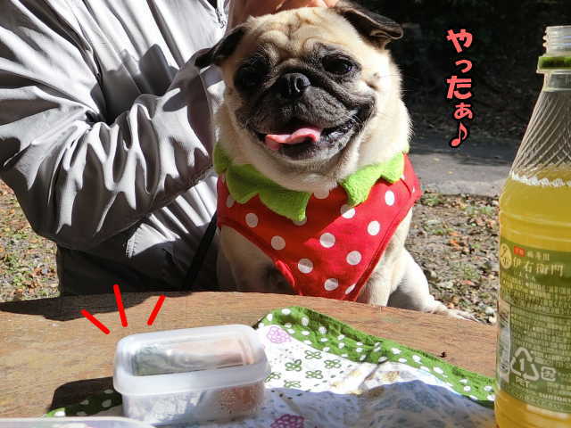 好きなまると気になるまる はなパグ