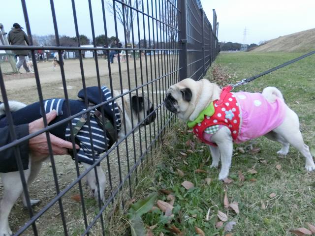 とっちらかるはなちゃん はなパグ