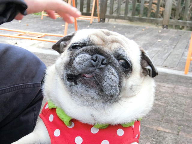 あのアニメ めっちゃ面白い 見るべし はなパグ