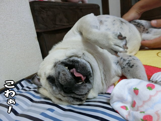 子分の種類 はなパグ