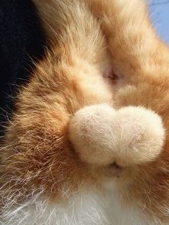 【にゃーん!!】 ぬこ画像祭りだ 【にゃーん!!】